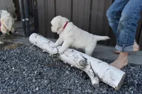 Tessie, a female Golden Retriever for sale in Pasco, WA – 2 of 4