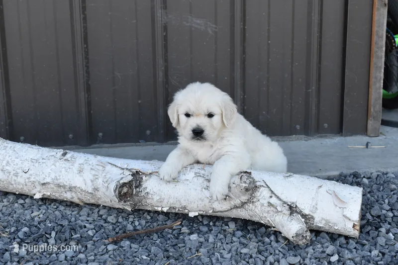 Tessie – Golden Retriever puppy for sale in Pasco, WA