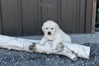 Tessie, a female Golden Retriever for sale in Pasco, WA – 1 of 4