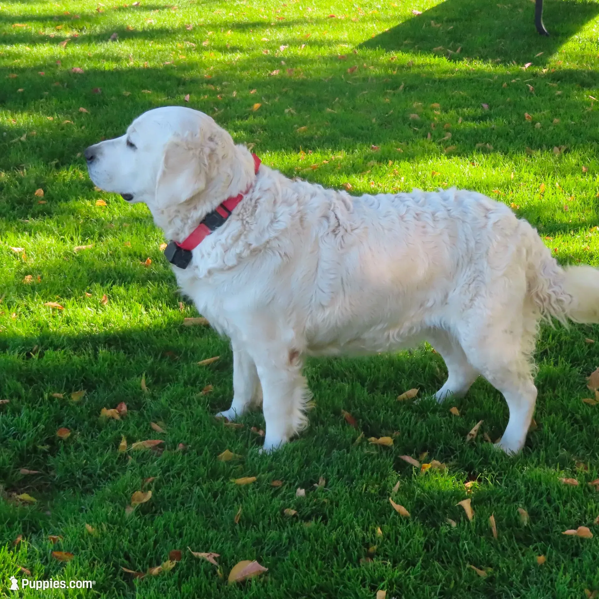 Ginger, a female Golden Retriever for sale in Pasco, WA – 2 of 5