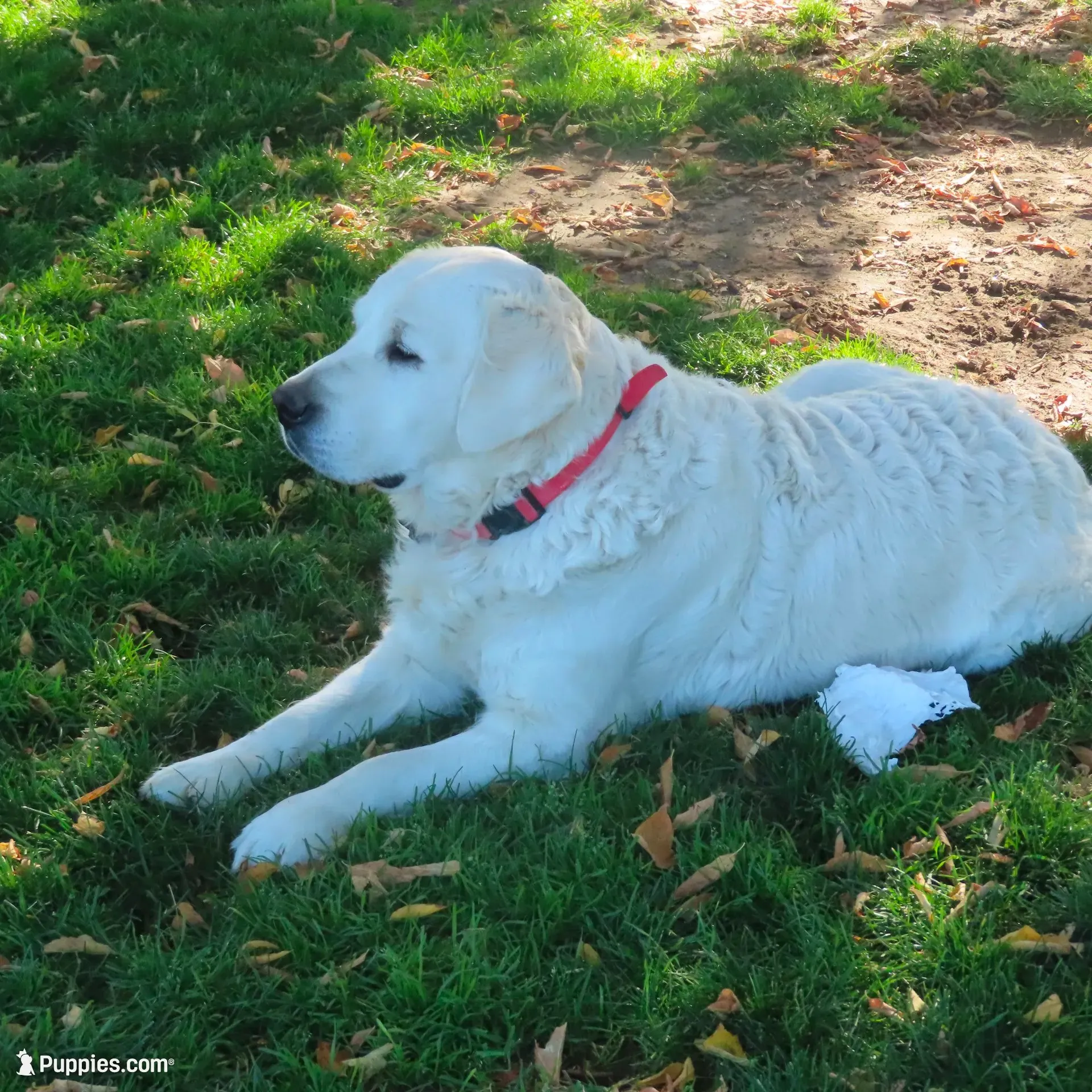 Ginger, a female Golden Retriever for sale in Pasco, WA – 5 of 5