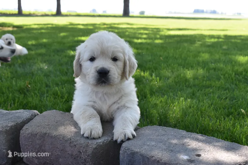 Sage – Golden Retriever puppy for sale in Pasco, WA