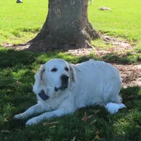 Ginger, a female Golden Retriever for sale in Pasco, WA – 4 of 5
