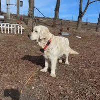 Sage, a female Golden Retriever for sale in Pasco, WA – 7 of 8