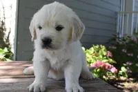 Samantha, a female Golden Retriever for sale in Pasco, WA – 1 of 5