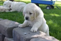 Sage, a female Golden Retriever for sale in Pasco, WA – 2 of 6