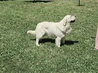 Sage, a female Golden Retriever for sale in Pasco, WA – 8 of 8
