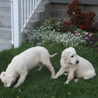 Samantha, a female Golden Retriever for sale in Pasco, WA – 9 of 10