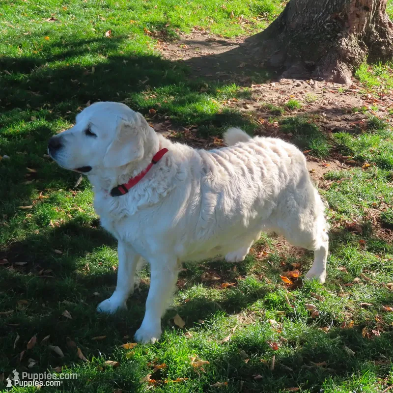 Ginger – Golden Retriever puppy for sale in Pasco, WA