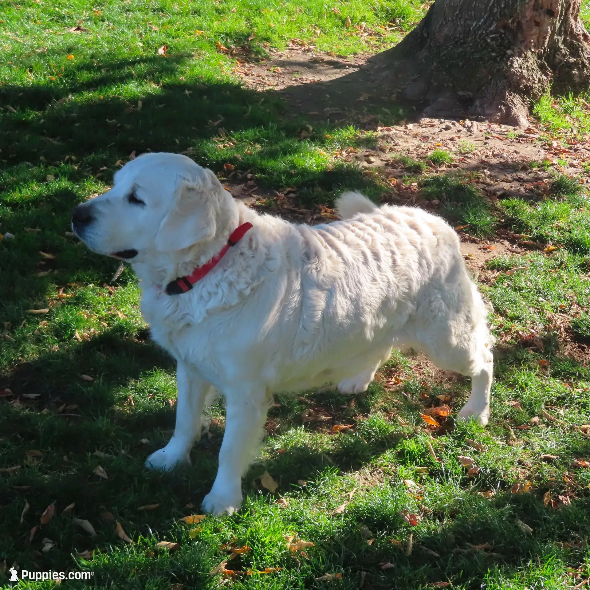 Ginger, a female Golden Retriever for sale in Pasco, WA – 1 of 5