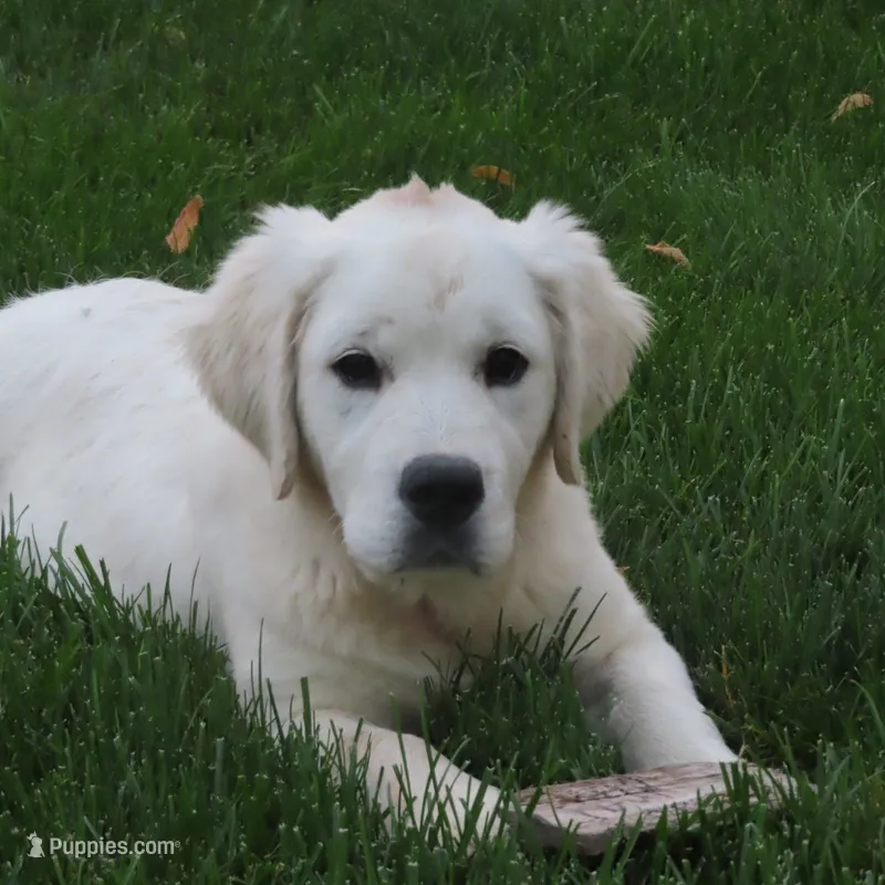 Samantha – Golden Retriever puppy for sale in Pasco, WA