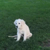 Samantha, a female Golden Retriever for sale in Pasco, WA – 5 of 10