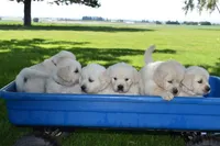 Tessie, a female Golden Retriever for sale in Pasco, WA – 4 of 4