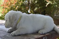 Samantha, a female Golden Retriever for sale in Pasco, WA – 4 of 5