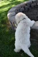 Sage, a female Golden Retriever for sale in Pasco, WA – 3 of 6