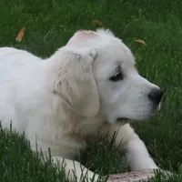 Samantha, a female Golden Retriever for sale in Pasco, WA – 6 of 10