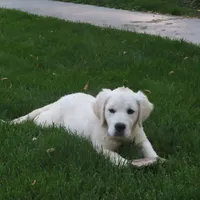 Samantha, a female Golden Retriever for sale in Pasco, WA – 10 of 10