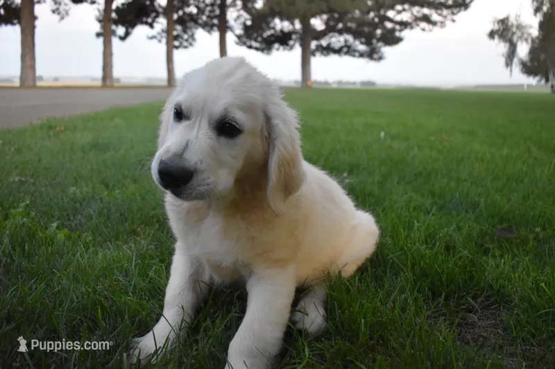 Buckley – Golden Retriever puppy for sale in Pasco, WA