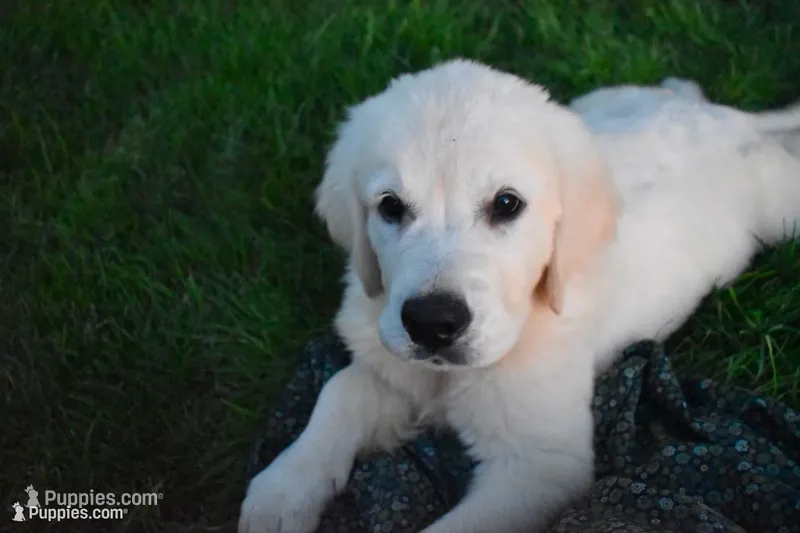 Sage – Golden Retriever puppy for sale in Pasco, WA