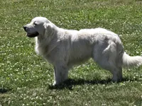 Buckley, a male Golden Retriever for sale in Pasco, WA – 6 of 6