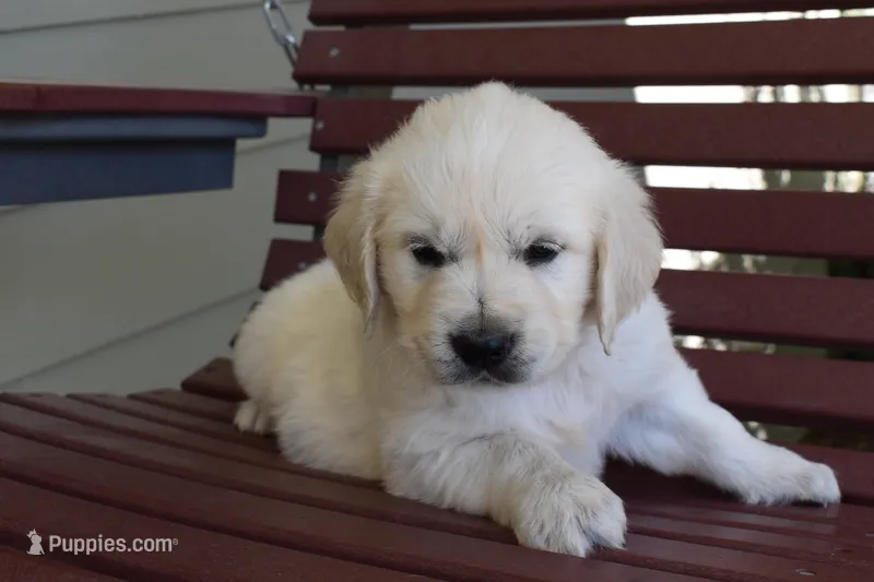 Buckley – Golden Retriever puppy for sale in Pasco, WA