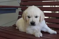 Buckley, a male Golden Retriever for sale in Pasco, WA – 1 of 4