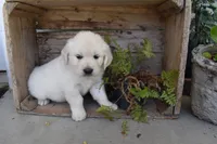 Reyna, a female Golden Retriever for sale in Pasco, WA – 2 of 5