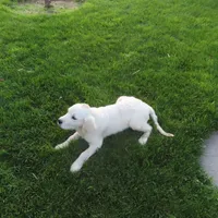 Samantha, a female Golden Retriever for sale in Pasco, WA – 7 of 10