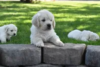 Sage, a female Golden Retriever for sale in Pasco, WA – 5 of 6