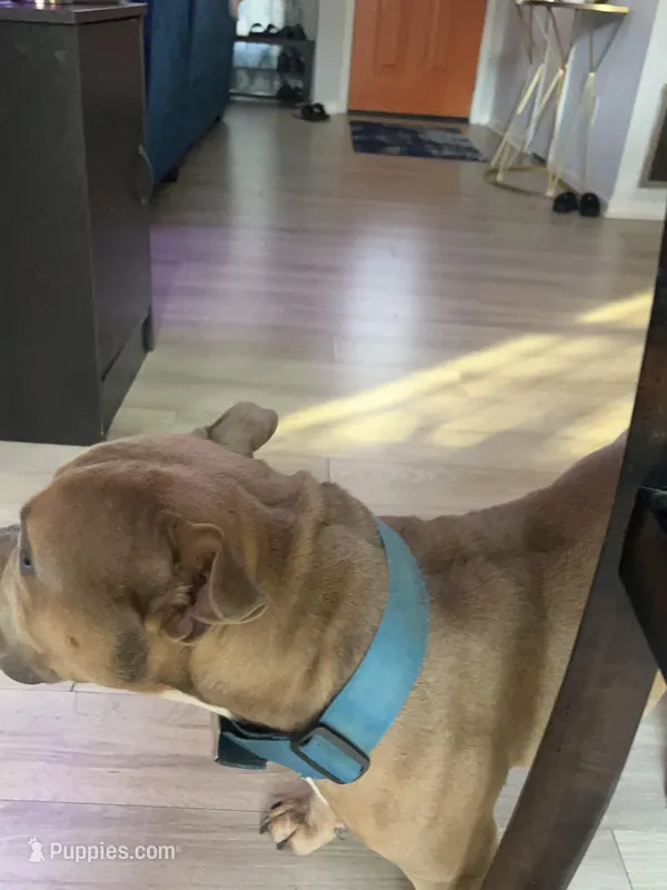 Duce – American Bully puppy for sale in Atlanta, GA