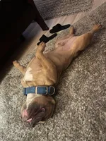 Duce, a male American Bully for sale in Atlanta, GA – Photo 3 of 3