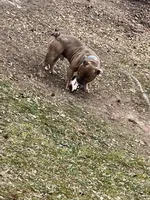 Duce, a male American Bully for sale in Atlanta, GA – Photo 2 of 3