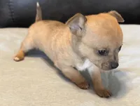 Red Merle, a male Chihuahua for sale in West Columbia, TX – Photo 2 of 3