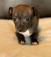 Blue Sable, a male Chihuahua for sale in West Columbia, TX – Photo 4 of 6