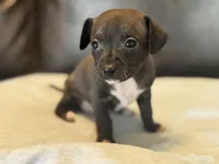 Blue Sable, a male Chihuahua for sale in West Columbia, TX – Photo 2 of 6