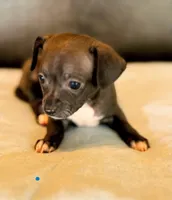 Blue Sable, a male Chihuahua for sale in West Columbia, TX – Photo 5 of 6