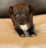 Blue Sable, a male Chihuahua for sale in West Columbia, TX – Photo 6 of 6