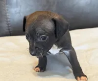 Blue Sable, a male Chihuahua for sale in West Columbia, TX – Photo 1 of 6