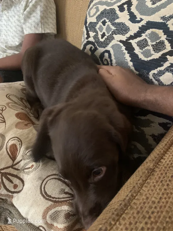 Scoob – Golden Retriever, Labrador Retriever puppy for sale in Haymarket, VA
