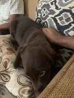 Scoob, a female Golden Retriever and Labrador Retriever for sale in Haymarket, VA – 1 of 3