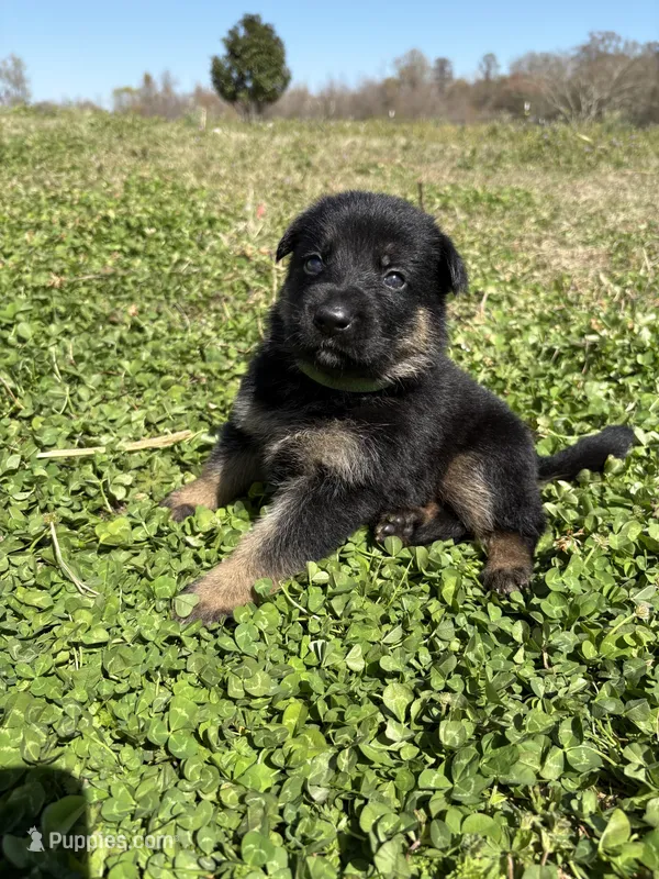 Light Green – German Shepherd Dog puppy for sale in Ayden, NC