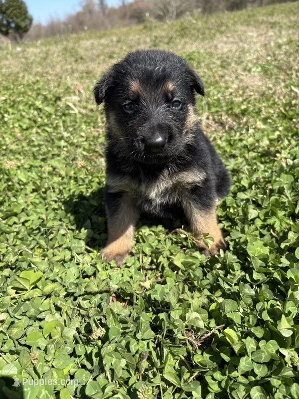 Purple – German Shepherd Dog puppy for sale in Ayden, NC