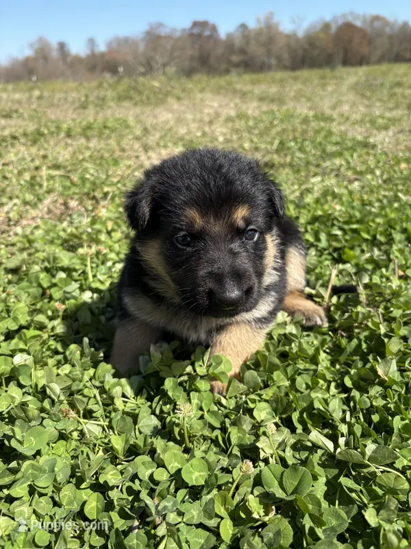Yellow – German Shepherd Dog puppy for sale in Ayden, NC