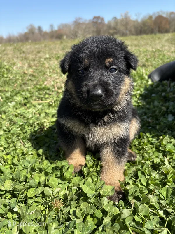 Light blue – German Shepherd Dog puppy for sale in Ayden, NC