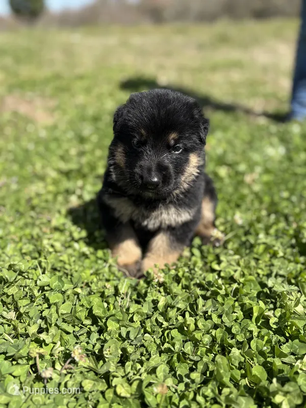 Beige – German Shepherd Dog puppy for sale in Ayden, NC