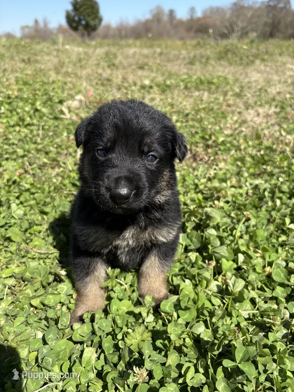 Royal Blue – German Shepherd Dog puppy for sale in Ayden, NC