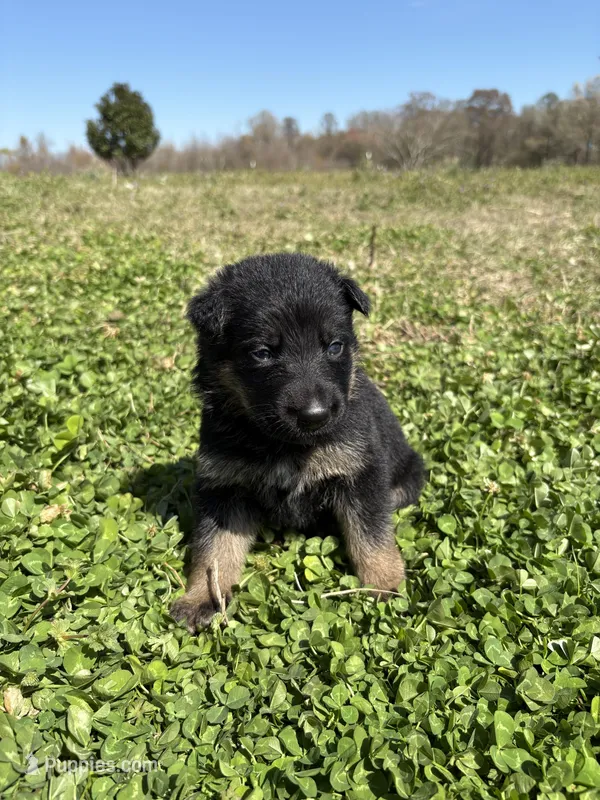 Dark green – German Shepherd Dog puppy for sale in Ayden, NC