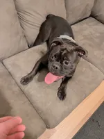 Jane, a female Olde English Bulldogge for sale in Minneapolis, MN – 6 of 7