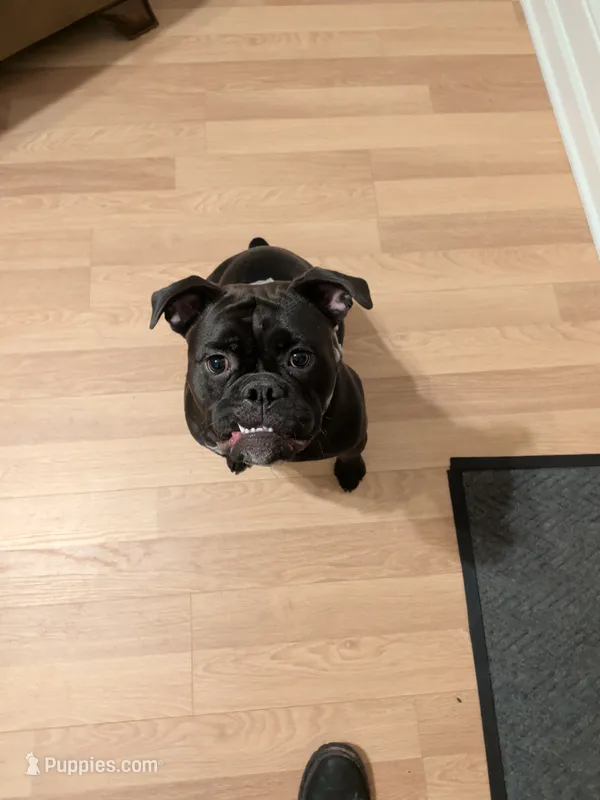 Jane – Olde English Bulldogge puppy for sale in Minneapolis, MN