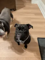 Jane, a female Olde English Bulldogge for sale in Minneapolis, MN – 3 of 7